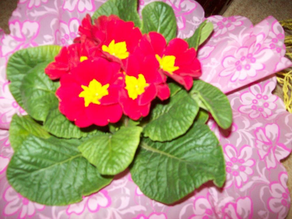 W moim domu na dobre zadomowiła się wiosna :), zdjęcie 45