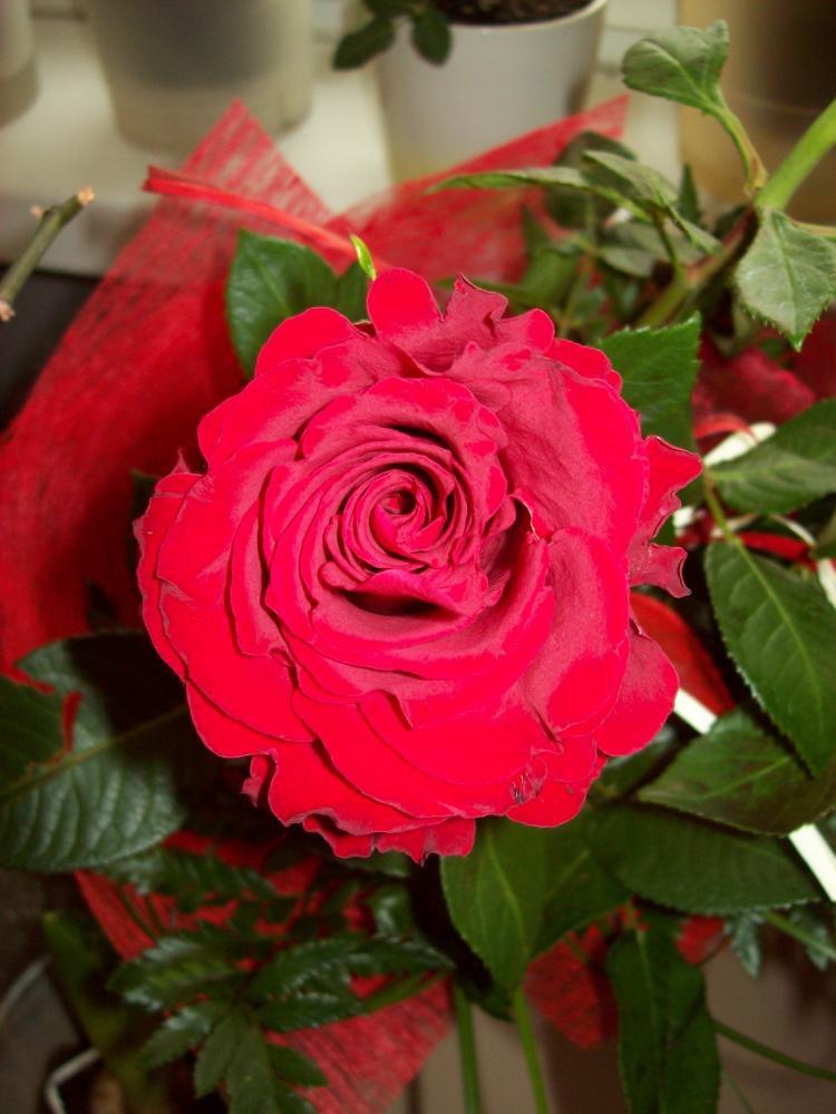 W moim domu na dobre zadomowiła się wiosna :), zdjęcie 42