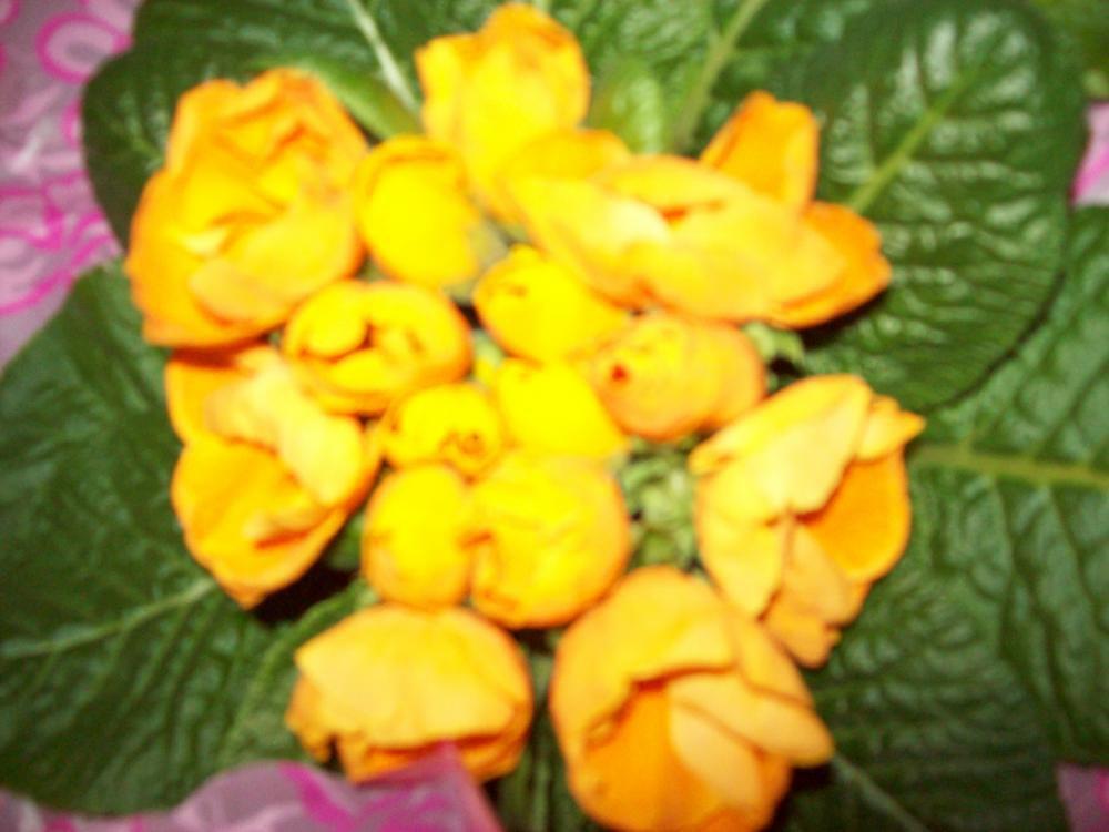 W moim domu na dobre zadomowiła się wiosna :), zdjęcie 12