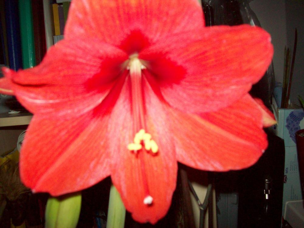 W moim domu na dobre zadomowiła się wiosna :), zdjęcie 7