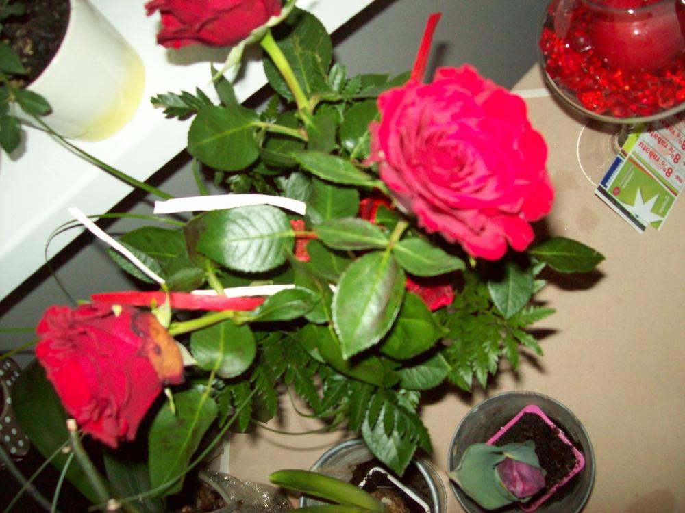 W moim domu na dobre zadomowiła się wiosna :), zdjęcie 6