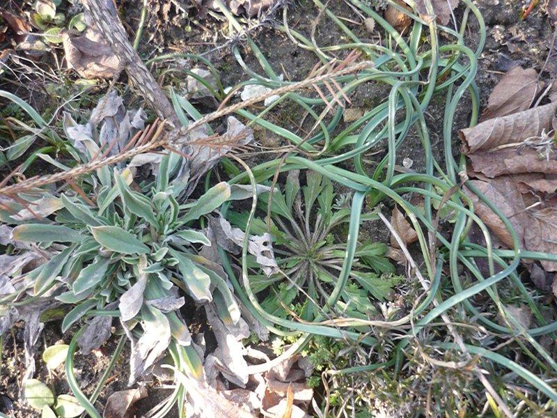 dowód , ze wiosna już przyszła:), zdjęcie 3