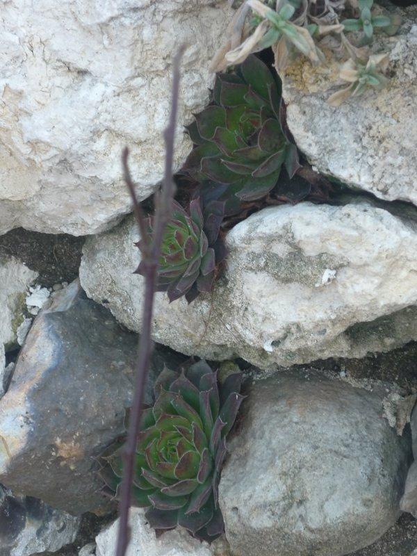 dowód , ze wiosna już przyszła:), zdjęcie 17