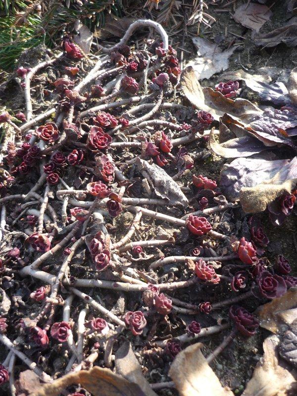 dowód , ze wiosna już przyszła:), zdjęcie 12