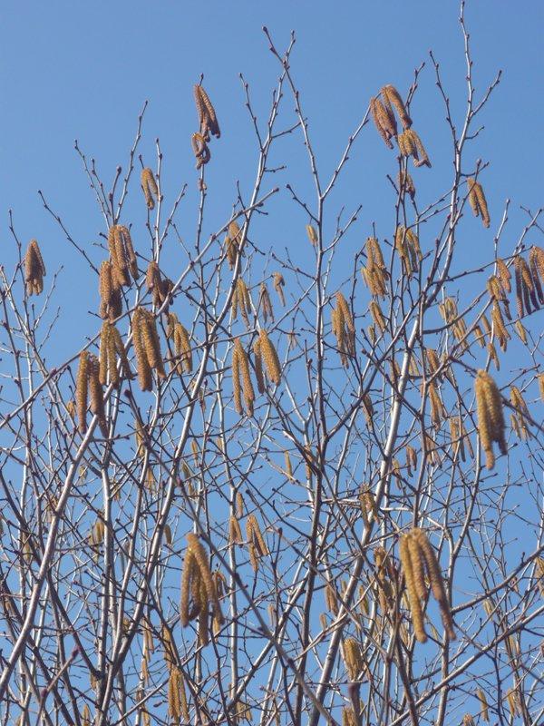 dowód , ze wiosna już przyszła:), zdjęcie 25