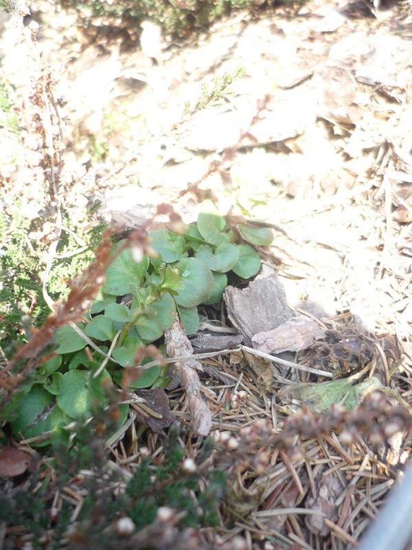 dowód , ze wiosna już przyszła:), zdjęcie 24