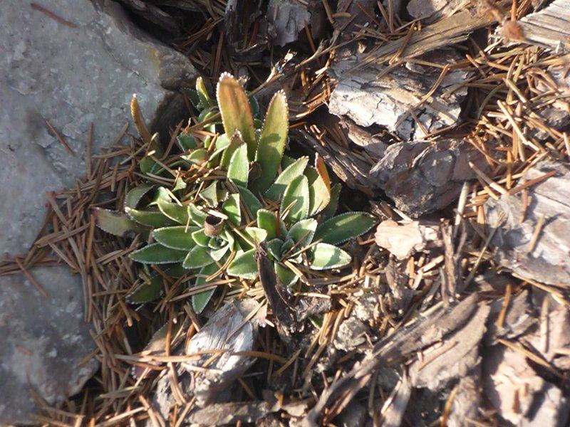 dowód , ze wiosna już przyszła:), zdjęcie 28