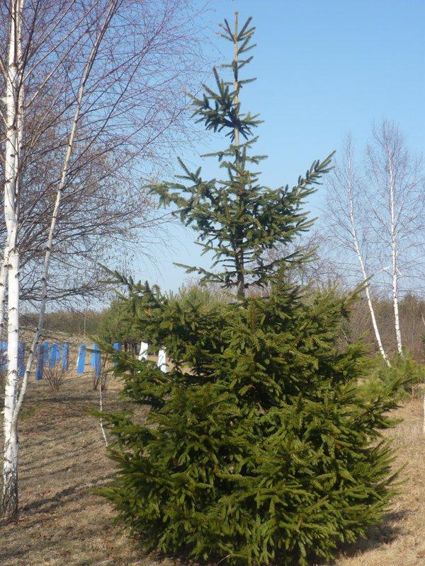 dowód , ze wiosna już przyszła:), zdjęcie 20