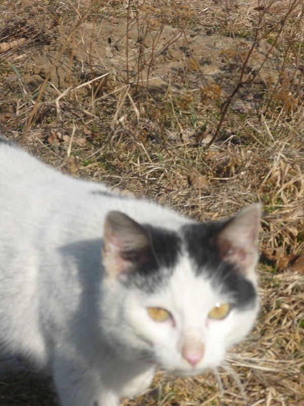 dowód , ze wiosna już przyszła:), zdjęcie 32