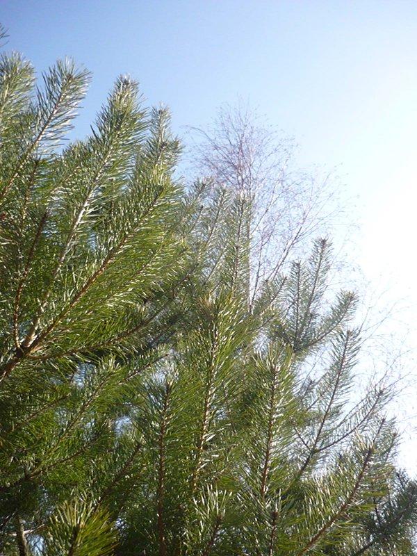 dowód , ze wiosna już przyszła:), zdjęcie 29