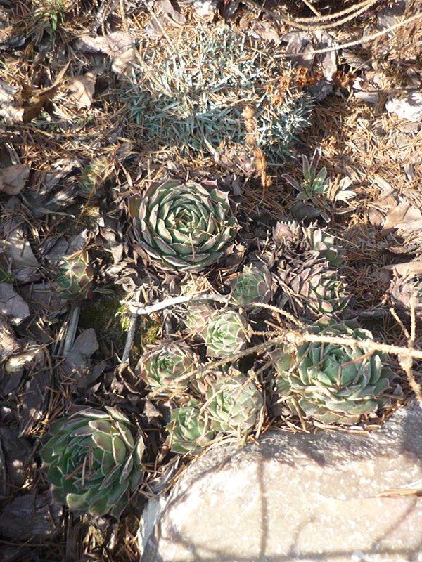 dowód , ze wiosna już przyszła:), zdjęcie 10