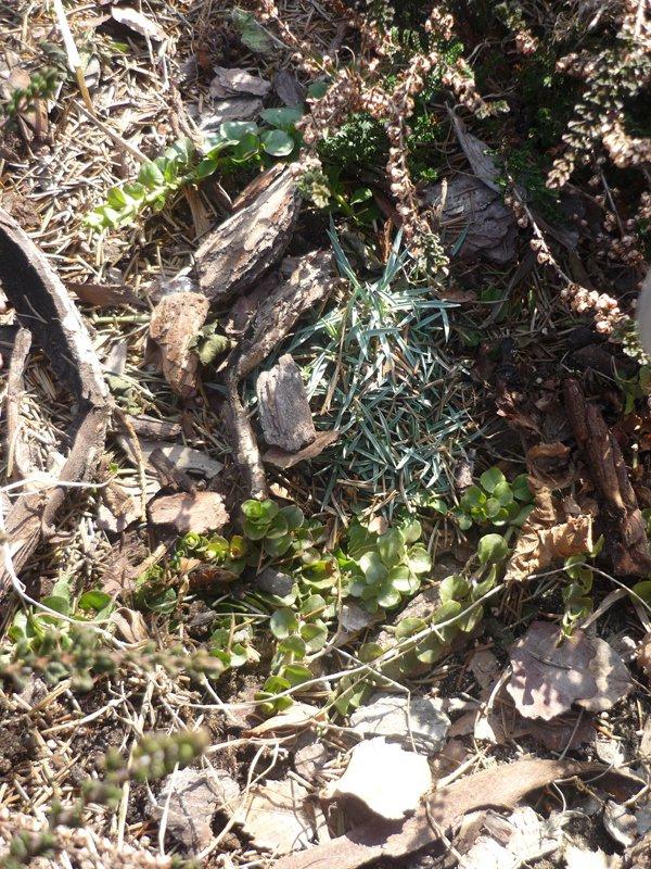 dowód , ze wiosna już przyszła:), zdjęcie 31