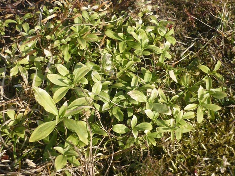 dowód , ze wiosna już przyszła:), zdjęcie 18