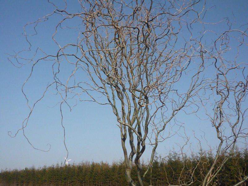 dowód , ze wiosna już przyszła:), zdjęcie 15