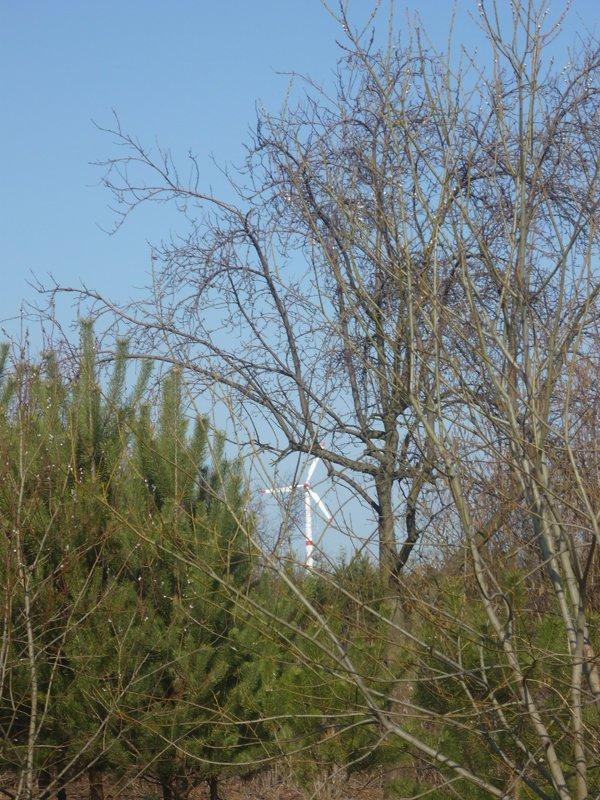 dowód , ze wiosna już przyszła:), zdjęcie 7