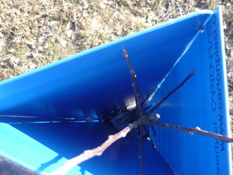 dowód , ze wiosna już przyszła:), zdjęcie 30