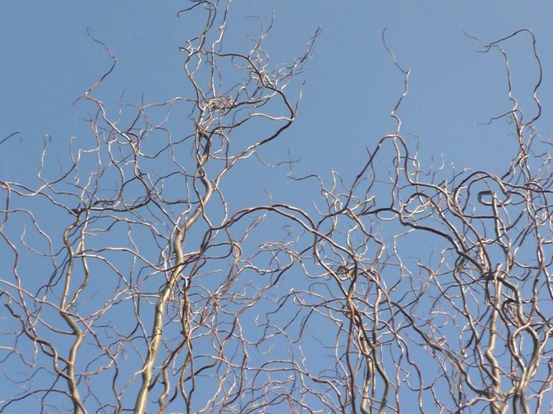 dowód , ze wiosna już przyszła:), zdjęcie 22