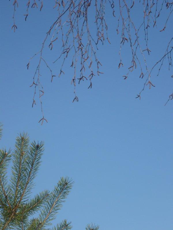 dowód , ze wiosna już przyszła:), zdjęcie 16