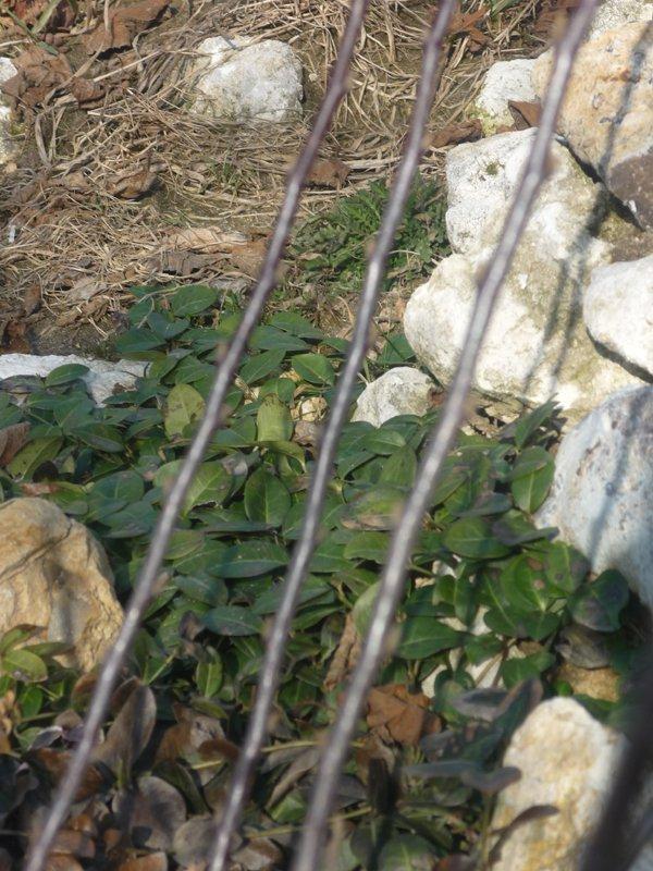 dowód , ze wiosna już przyszła:), zdjęcie 5