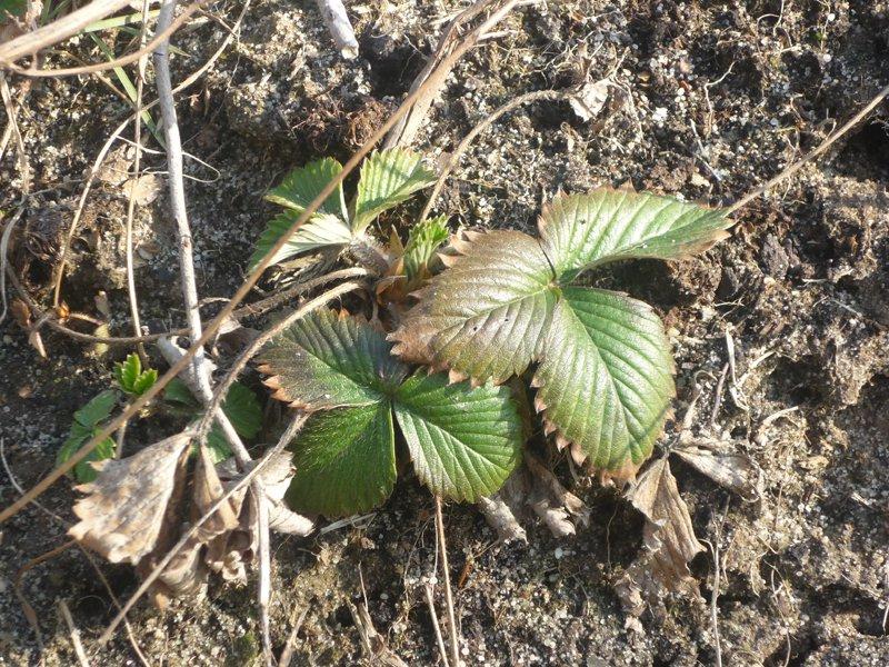 dowód , ze wiosna już przyszła:), zdjęcie 6