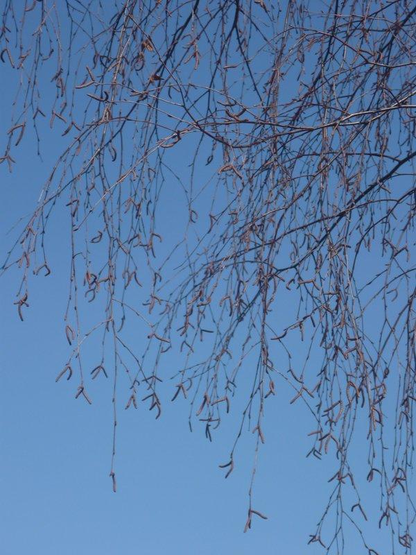 dowód , ze wiosna już przyszła:), zdjęcie 26