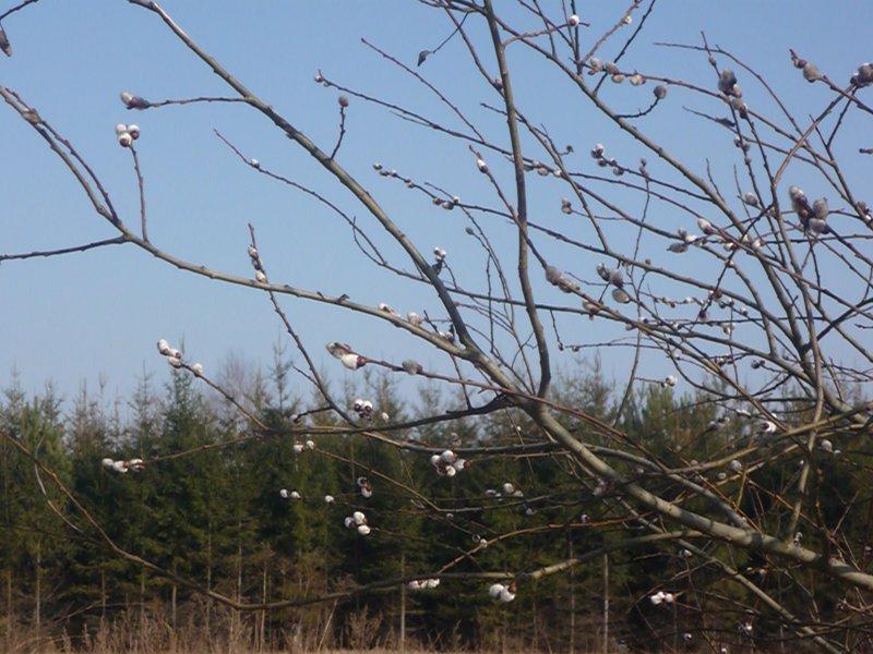 dowód , ze wiosna już przyszła:), zdjęcie 13