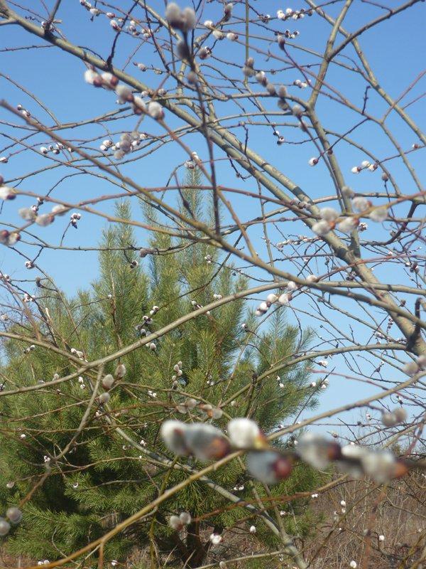 dowód , ze wiosna już przyszła:), zdjęcie 27