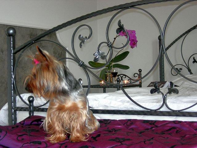 Nasz dom - nasza Pasja, zdjęcie 10