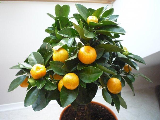 KONKURS Mój dom - moja pasja !, zdjęcie 171