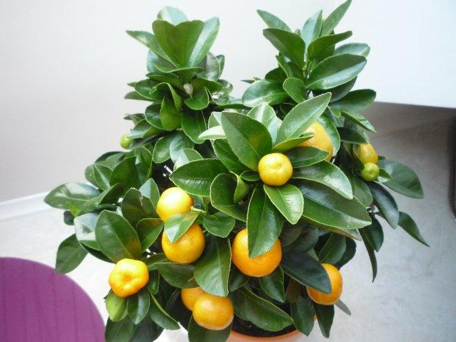 KONKURS Mój dom - moja pasja !, zdjęcie 6