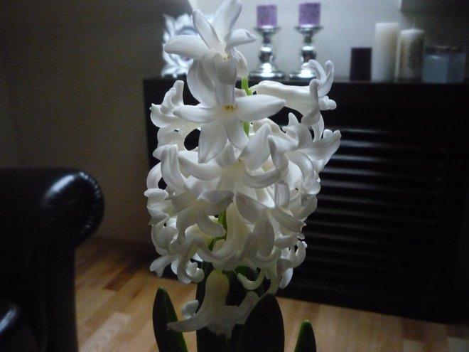 KONKURS Mój dom - moja pasja !, zdjęcie 196