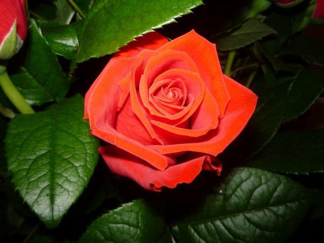 KONKURS Mój dom - moja pasja !, zdjęcie 41