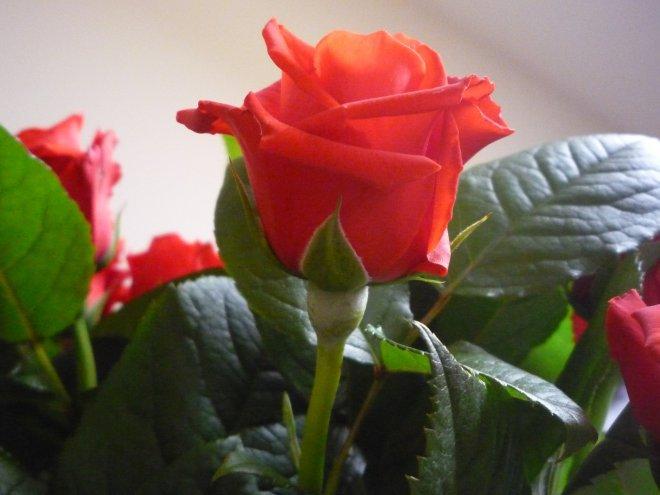 KONKURS Mój dom - moja pasja !, zdjęcie 58