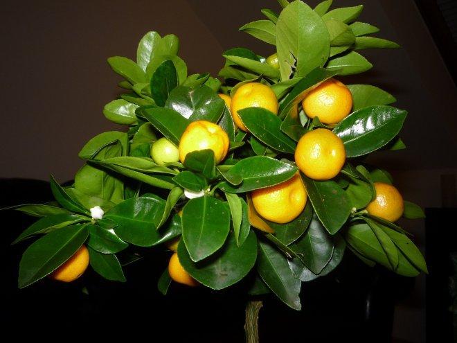 KONKURS Mój dom - moja pasja !, zdjęcie 73