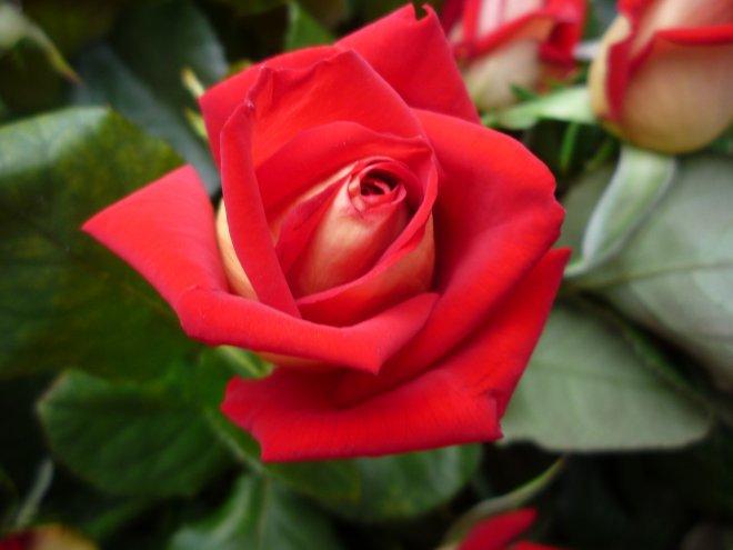 KONKURS Mój dom - moja pasja !, zdjęcie 20