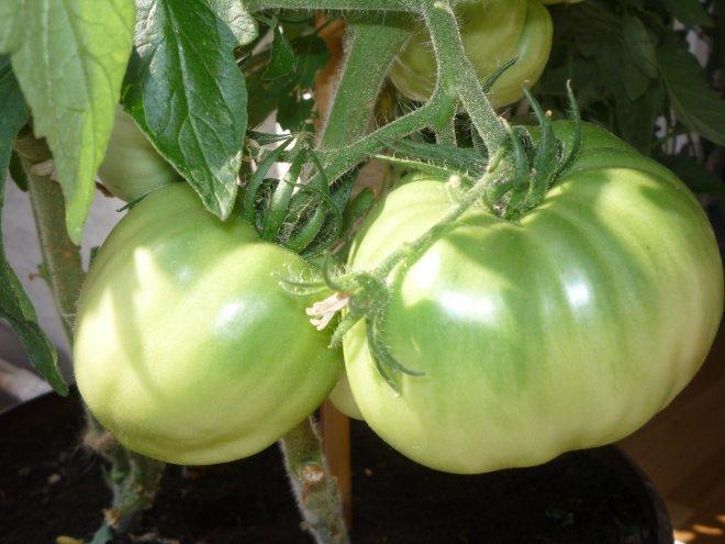 KONKURS Mój dom - moja pasja !, zdjęcie 16