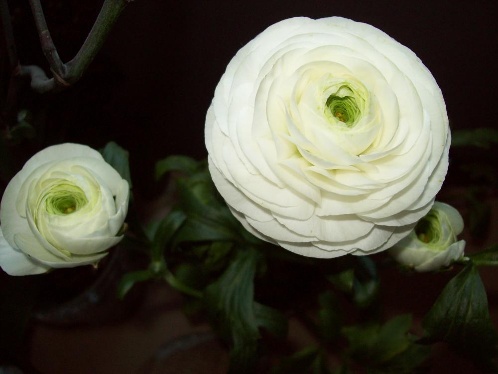 Mój dom- moja pasja, zdjęcie 69