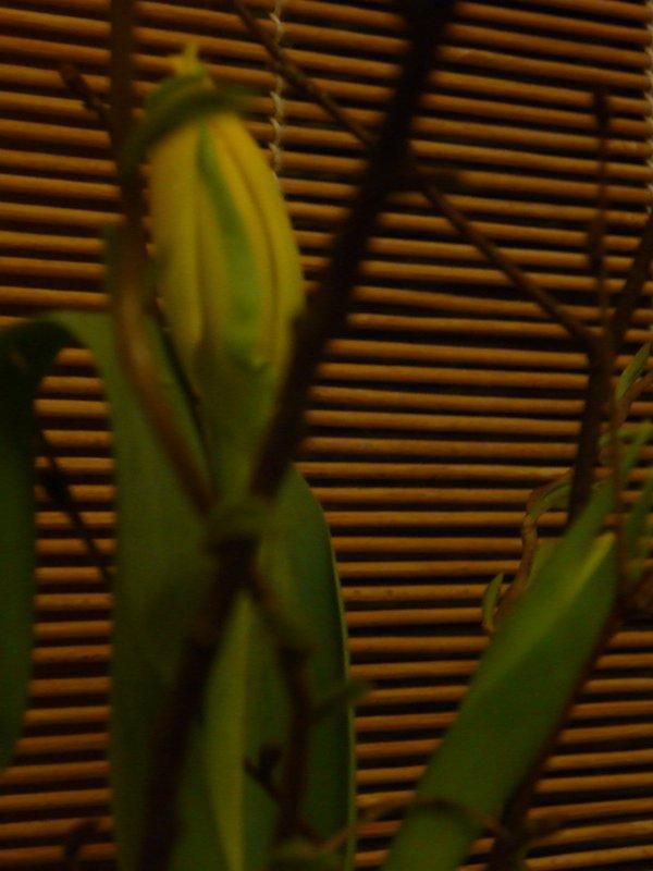 Świąteczna, zdjęcie 32