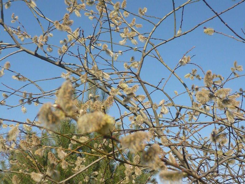 Świąteczna, zdjęcie 3