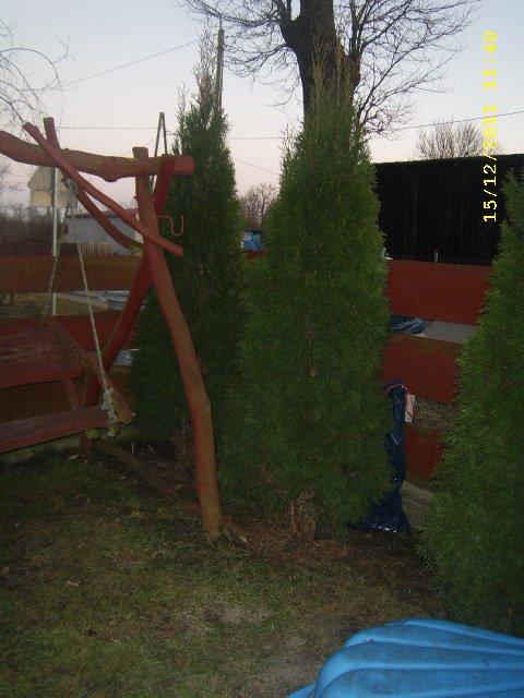 tuje 5 letnie , zdjęcie 3
