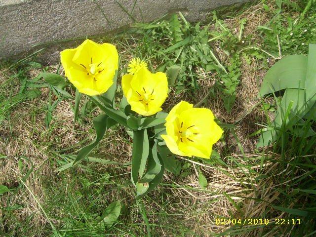 tuje 5 letnie , zdjęcie 2