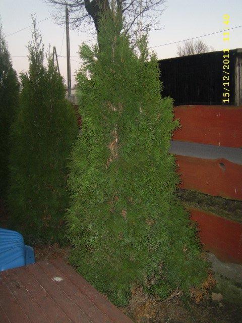 tuje 5 letnie , zdjęcie 4
