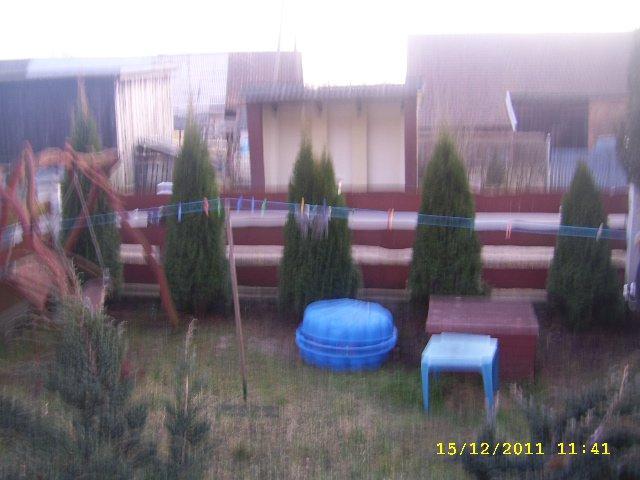 tuje 5 letnie , zdjęcie 1