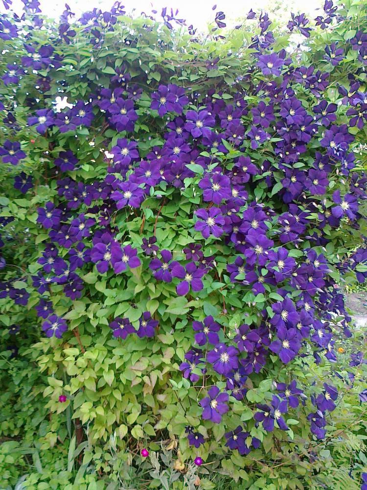 Moje kwiatowa pasja., zdjęcie 22