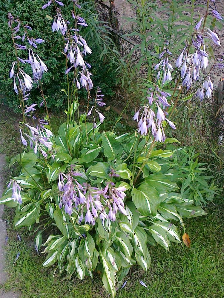 Moje kwiatowa pasja., zdjęcie 18