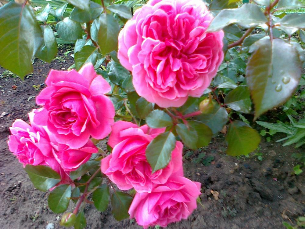 Moje kwiatowa pasja., zdjęcie 8