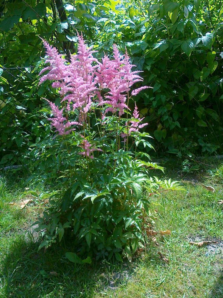 Moje kwiatowa pasja., zdjęcie 13