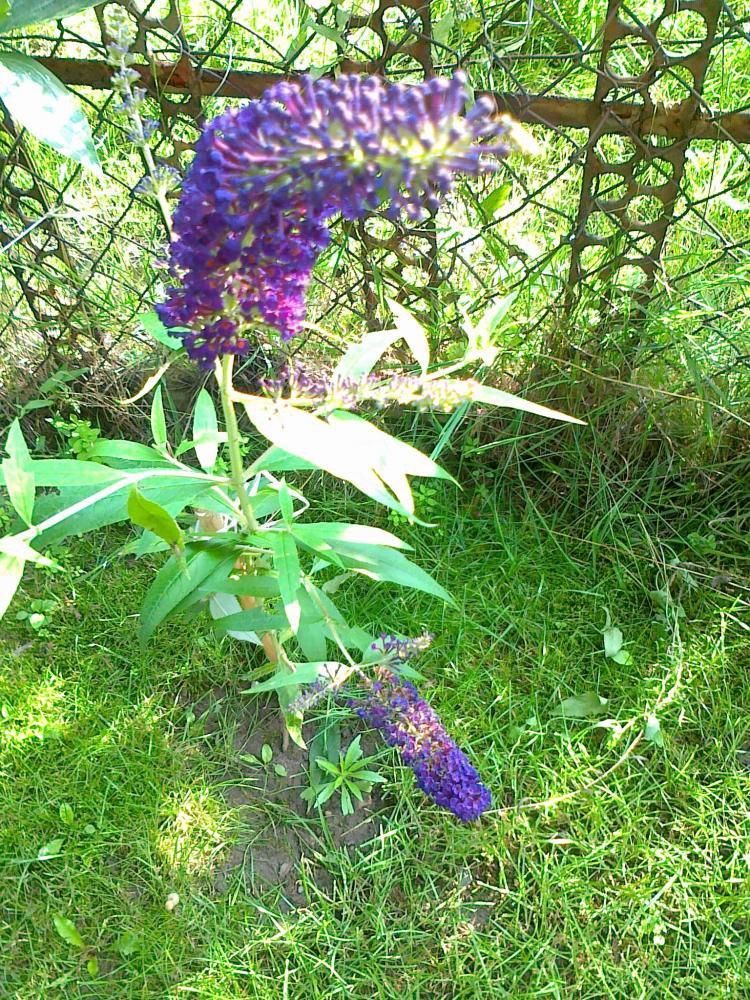 Moje kwiatowa pasja., zdjęcie 3