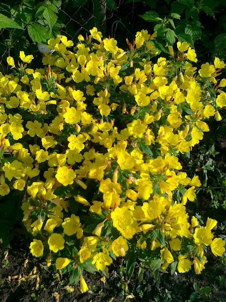 Moje kwiatowa pasja., zdjęcie 16