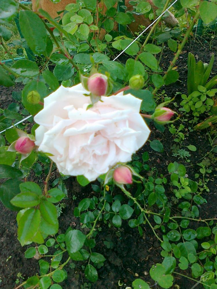 Moje kwiatowa pasja., zdjęcie 17